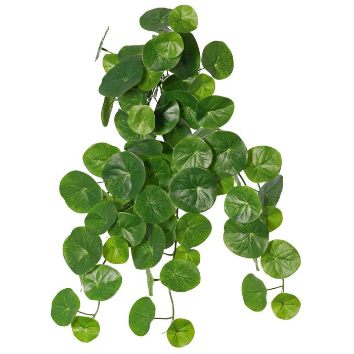 Plant species Stephania erecta