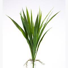 Emerocallidi