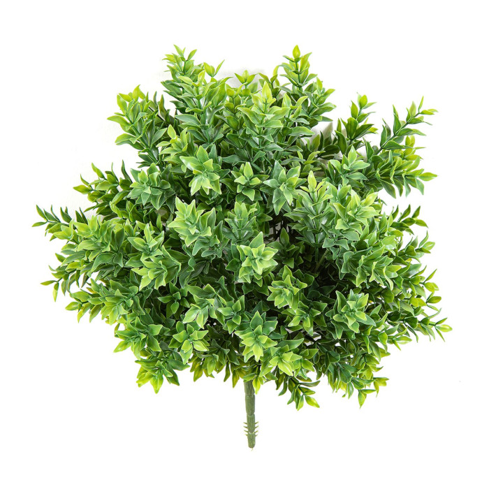 Berberis