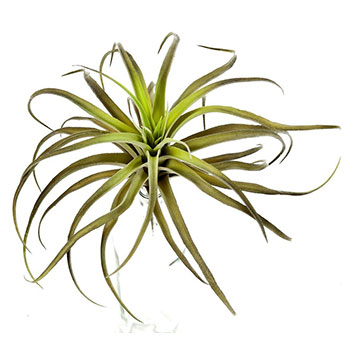 Plant species Tillandsia