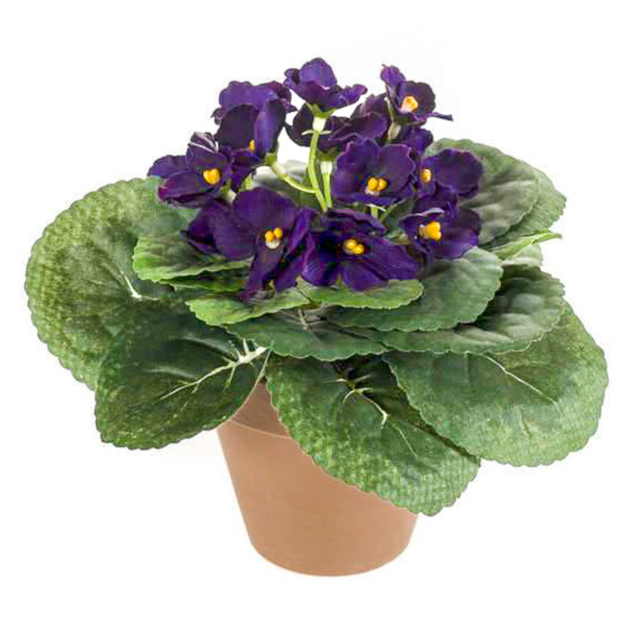 Violetta africana