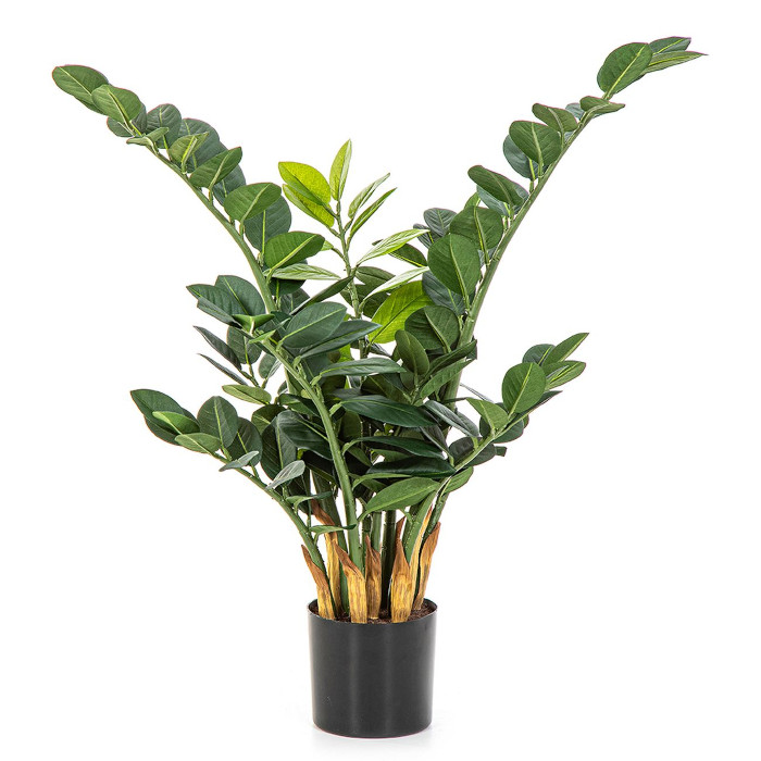 Plant species Zamioculcas