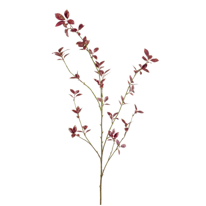 Cotonastro