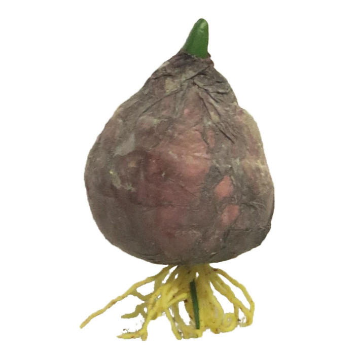 Cipolla