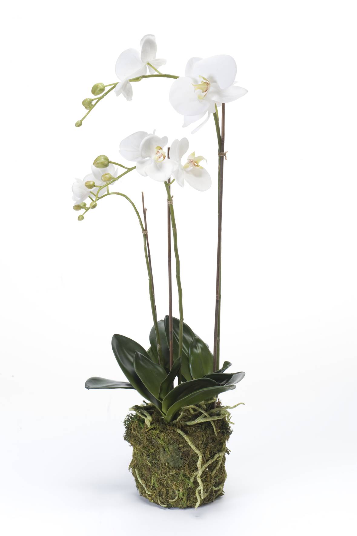 Orchidea finta PABLA con terriccio, bianco, 70cm, Ø7-12cm - Fiori  artificiali