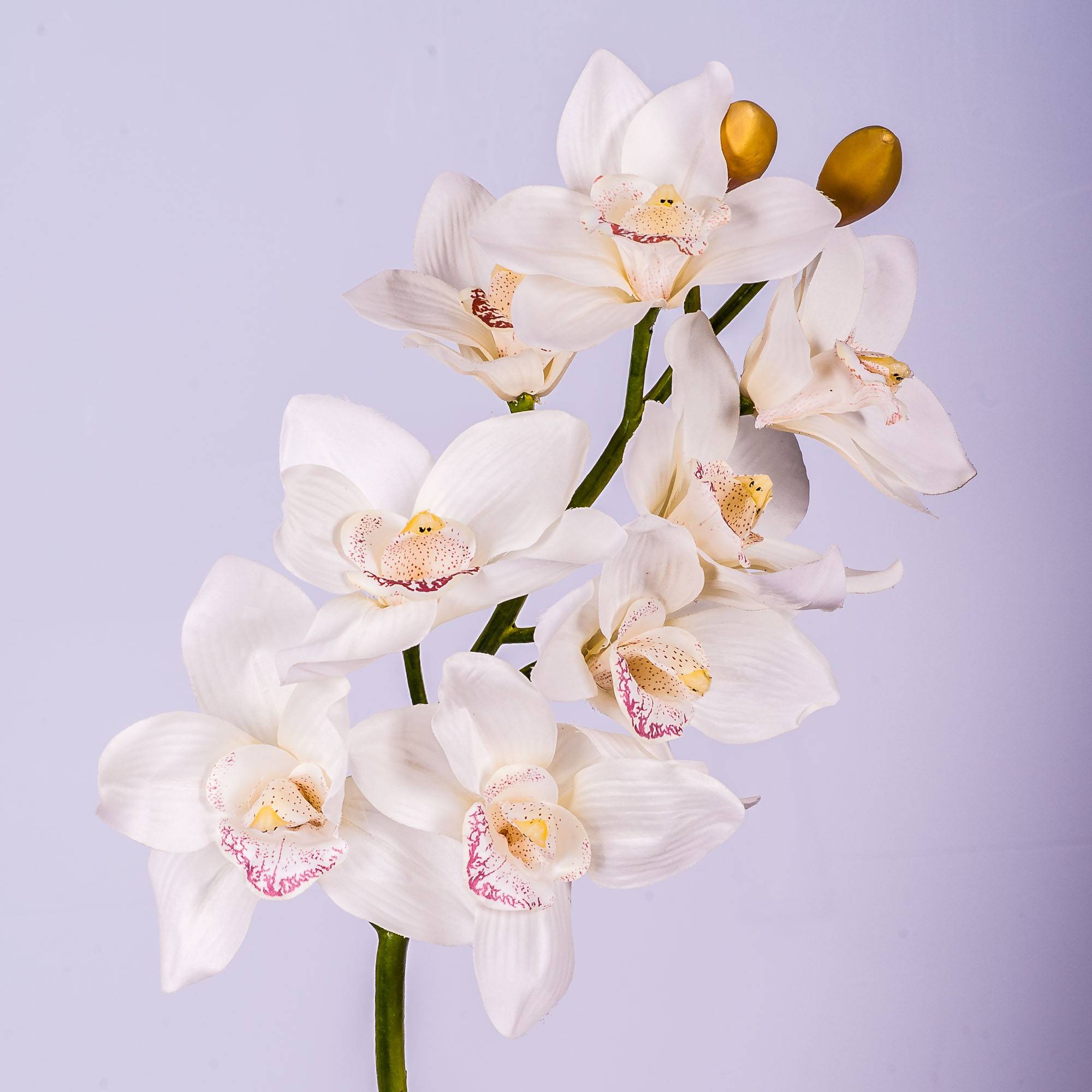 PIANTA FIORITA DI ORCHIDEA CYMBIDIUM - Fioreria VDA Borella