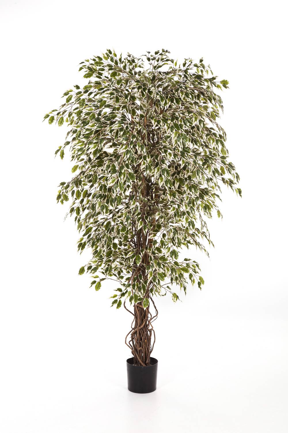 Installazione dell'albero di Ficus artificiale - Il nostro splendido albero  finto bianco installato - TreeLocate
