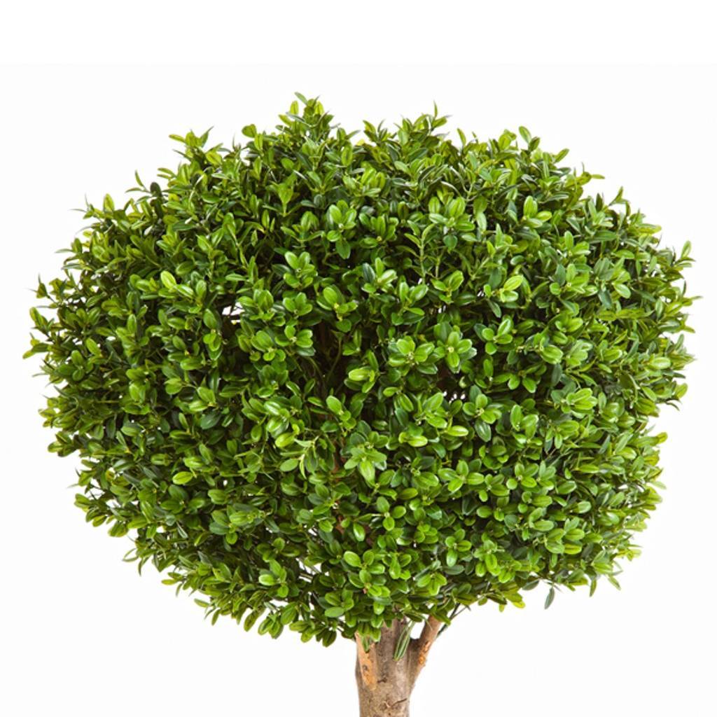 Pianta di bosso artificiale TOM,tronco naturale,verde,115cmØ100cm - Alberi  artificiali