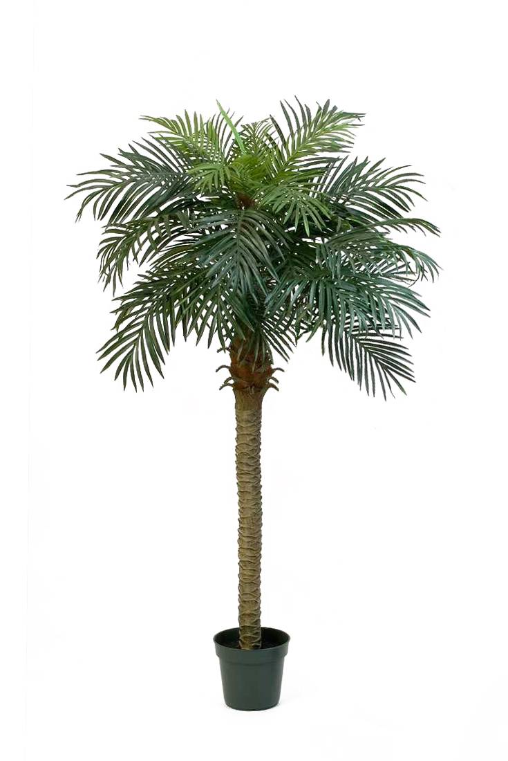 Palma Artificiale Grande 180 Cm KP102 Arnusa: Pianta Decorativa In Vaso, Real Touch, Per Interni - 3