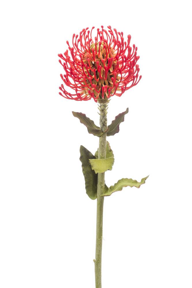 Protea Artificiale Arancione Hervas 70cm - Pianta Finta Di Qualità Per Decorazioni Moderne E Floreali - 4