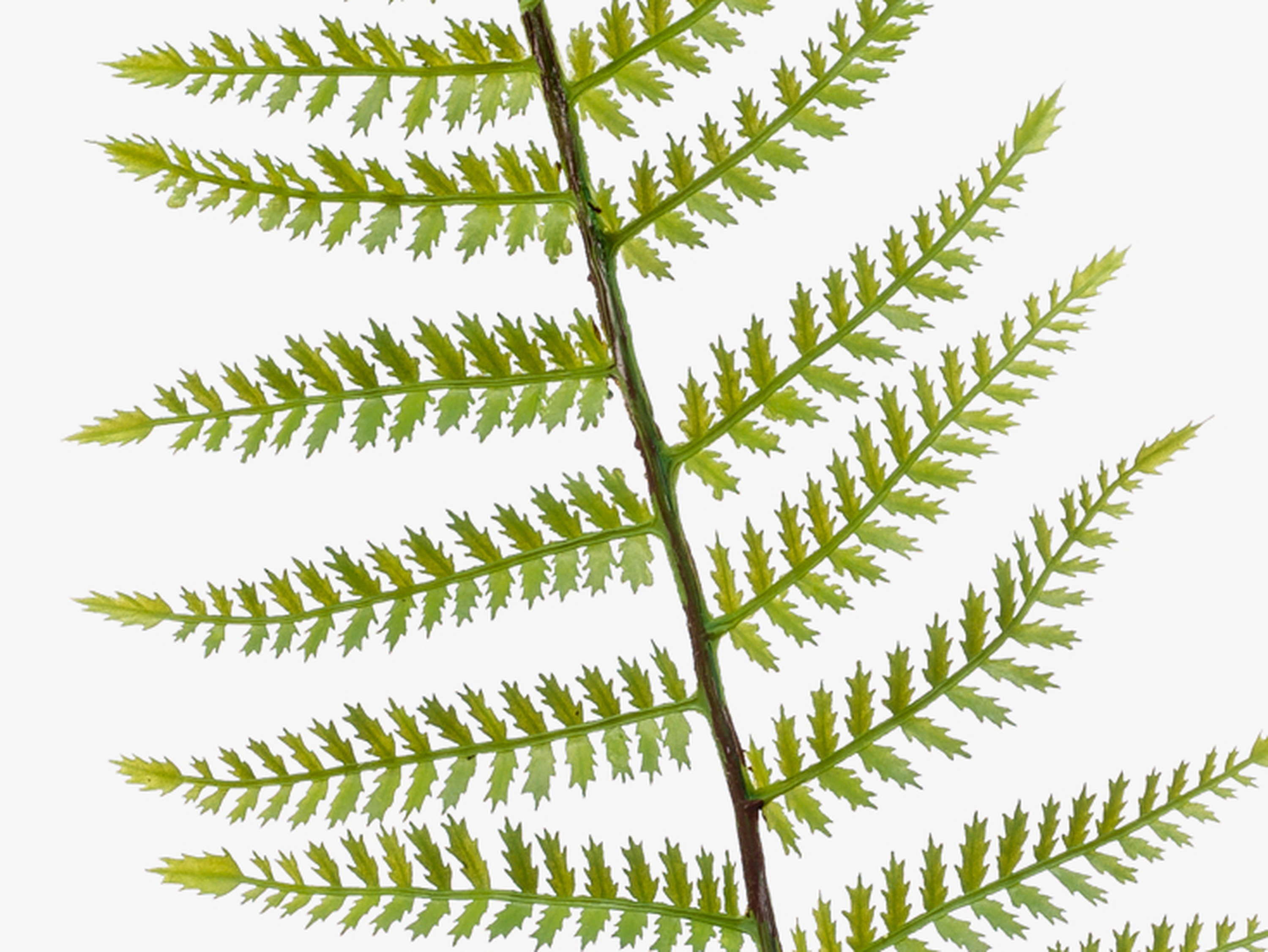 Piante Artificiali Felce Di Boston, Piante Artificiali Da 10 Pezzi Piante Decorative Piante Finte Di Felce Rami Di Verde Artificiale 98987831