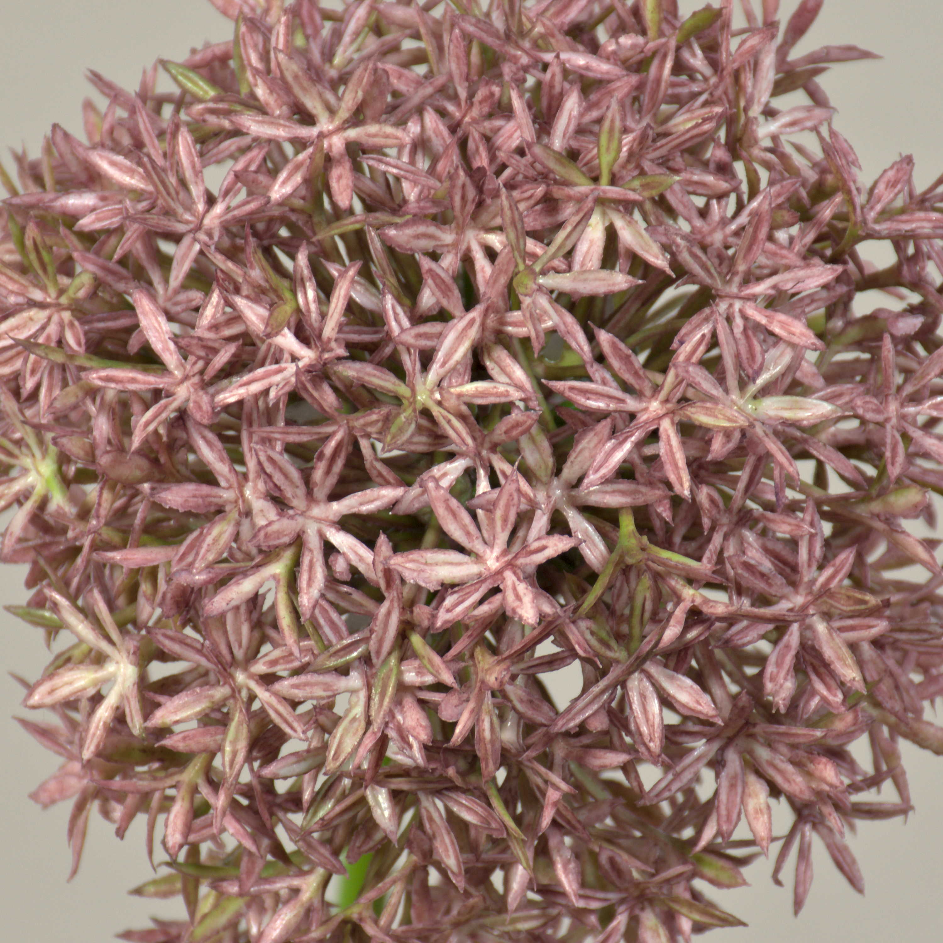Allium Artificiale ARNAU Viola 60 Cm | Pianta Finta In Vaso | Fiore Finto Decorativo Per Casa E Ufficio | Artplants.de