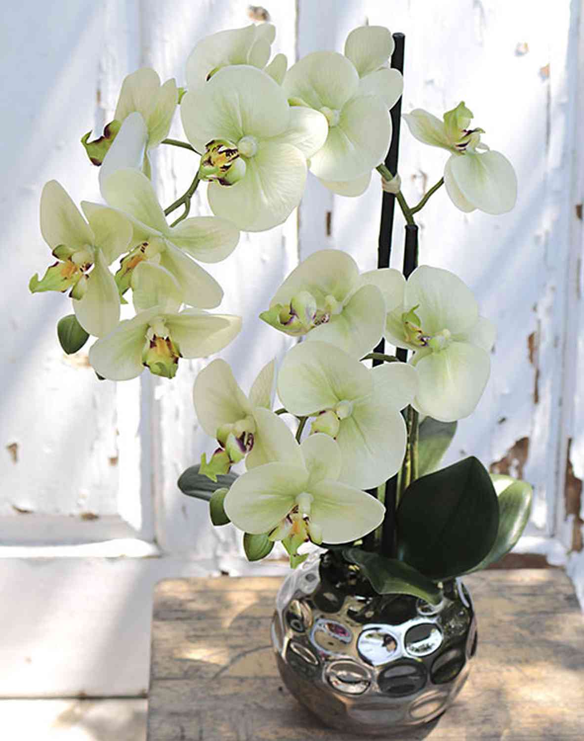 artplants Orchidea finta con vaso / Fiore decorativo 50cm Orchidea Phalaenopsis artificiale EMILIA in vaso crema-verde 