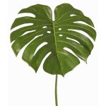 Piante artificiali Foglia Monstera THALWIL, 60cm