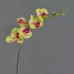 Orchidea Phalaenopsis finta DAJANA, giallo-fucsia, 80cm, Ø6-11cm