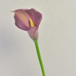 Calla artificiale TALEA, viola, 65cm, 9x11cm
