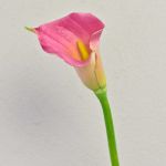 Calla artificiale TALEA, fucsia, 65cm, 9x11cm