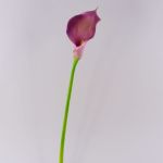 Calla sintetica TERESA, viola, 70cm, 10x18cm