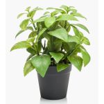 Erbe aromatiche artificiali Basilico WHOOPI in vaso decorativo, verde, 23 cm
