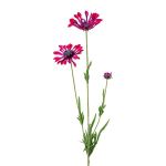 Ramo decorativo margherita NIELAY, rosso bordeaux, 65cm