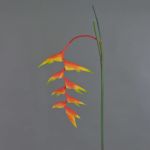 Heliconia decorativa MEIHUA, arancione, 95cm
