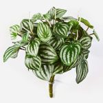 Fittonia artificiale JANDIRA su stelo, verde-bianco, 30cm