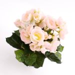 Begonia finta IVANA su stelo, rosa-bianco, 20cm, Ø3-5cm