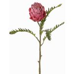Protea finta BREGANSA, fucsia antico, 65cm, Ø7cm