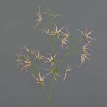 Ramo artificiale Tweedia solanoides TOSAR, rosa-verde, 70 cm