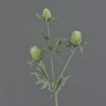 Eryngium artificiale SVEA, verde, 40cm, Ø2-3cm