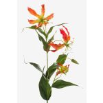 Gloriosa superba finta FUJITA, arancione-giallo, 80cm, Ø15cm