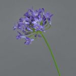 Agapanto artificiale PHILINA, lilla, 75cm, Ø14cm