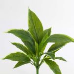 Pianta di cordyline sintetica VALDA su stelo, verde-bianco, 30cm