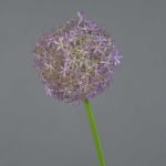 Fiore di allium artificiale SAMARA, lilla, 75cm, Ø12cm