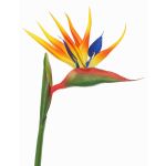 Strelizia finta LATIFA, arancione-viola, 80cm, 17x20cm