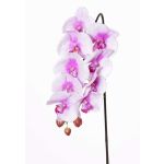 Phalaenopsis artificiale ENISA, rosa-bianco, 60cm, Ø7-8cm