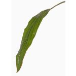 Foglia di cordilinea artificiale ELARA, verde, 90cm