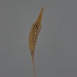 Bulbinella artificiale TALUNA, marrone chiaro, 65cm, Ø6cm