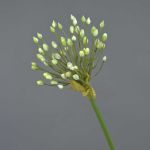 Allium artificiale KATYNA, crema, 70cm