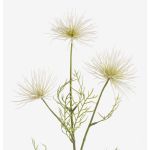 Fiore artificiale di crisantemo HARARE, crema, 65cm