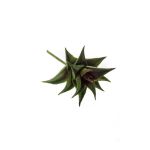 Astroloba spiralis artificiale JOSÉ su stelo, verde-rosso, 12cm, Ø8cm