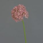 Allium artificiale ARNAU, fucsia, 60cm
