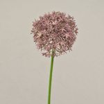 Allium artificiale ARNAU, rosa, 60cm