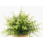 Eucalipto artificiale JOSHUA su stelo, verde, 20cm, Ø17cm