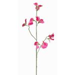 Lathyrus artificiale ASFALOTH, fucsia, 65cm