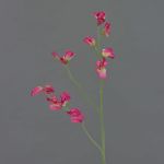 Lathyrus artificiale ASFALOTH, fucsia, 65cm
