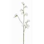 Lathyrus artificiale ASFALOTH, bianco, 65cm