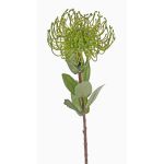 Protea artificiale BAILY, verde, 55cm, Ø10cm
