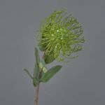 Protea artificiale BAILY, verde, 50cm, Ø12cm