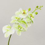 Ramo artificiale di orchidea phalaenopsis OPHELIA, crema-verde, 80cm, Ø8-9cm